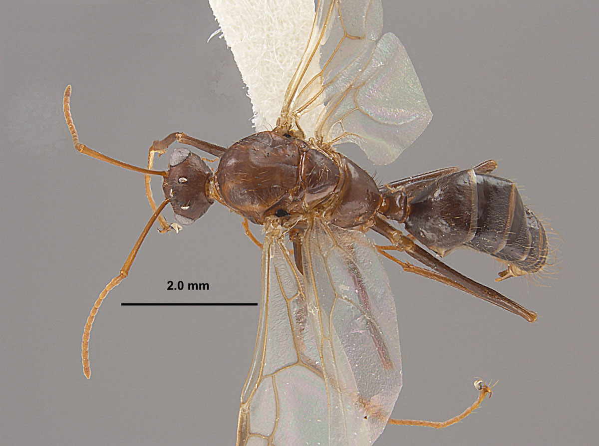 Camponotus floridanus, dorsal view of a male Camponotus floridanus, dorsal view of a male